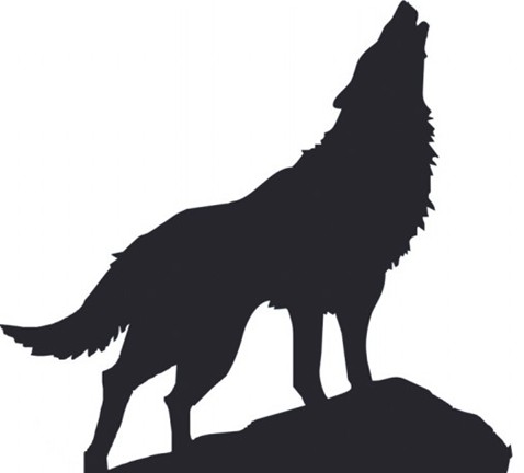 黄岛狼出没大开杀戒 家家闭户备鞭炮