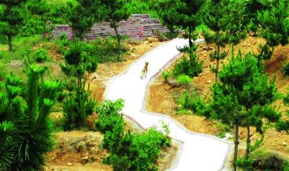 施工队长拍下疑似狼照片