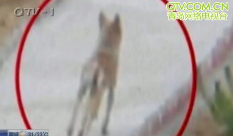 黄岛陷狼灾 全村家禽连日惨遭毒手一片惨叫