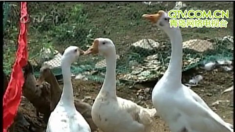 黄岛陷狼灾 全村家禽连日惨遭毒手一片惨叫