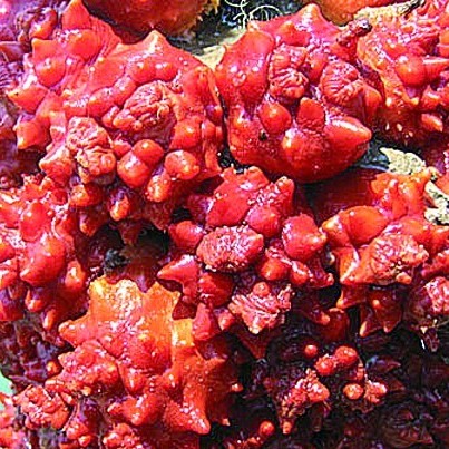 海洋怪物难倒老青岛 图示5种青岛常见寄生海洋动物