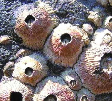 海洋怪物难倒老青岛 图示5种青岛常见寄生海洋动物