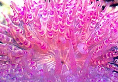 海洋怪物难倒老青岛 图示5种青岛常见寄生海洋动物