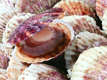 海洋怪物难倒老青岛 图示5种青岛常见寄生海洋动物