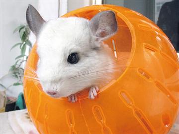 南美龙猫成白领新宠 爱卖萌会洗澡感情专一