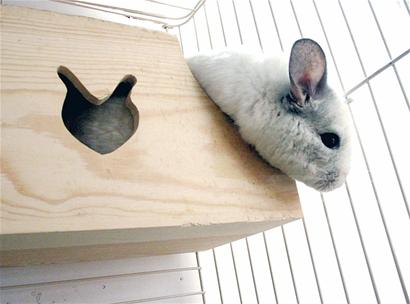 南美龙猫成白领新宠 爱卖萌会洗澡感情专一