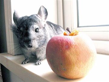 南美龙猫成白领新宠 爱卖萌会洗澡感情专一