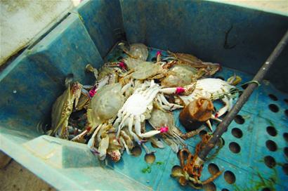 青岛码头新鲜海捕蟹由养殖蟹冒充成潜规则 全是空壳一壳水