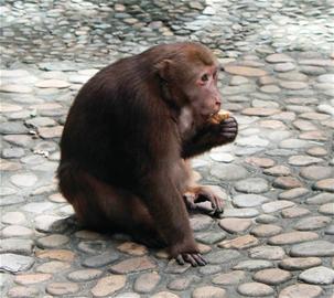 青岛超萌短尾猴:母猴喜欢纯爷们 欺软怕硬护主堪比忠犬