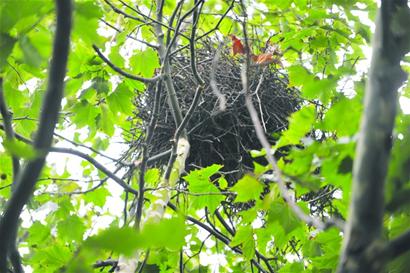 七夕青岛喜鹊销声匿迹
