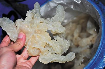青岛海蜇年销量超10万斤 巴基斯坦货受亲睐