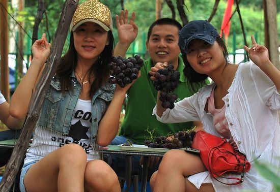 城阳巨峰葡萄大丰收 甜润多汁令人垂涎