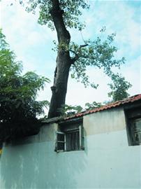 10米高大树压住居民房顶 根部腐烂危险