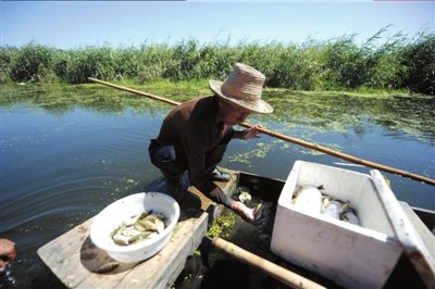 事发10天后，白洋淀中还有不少死鱼。本报记者潘之望摄