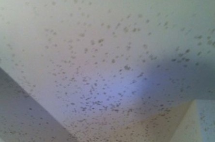 上海金山绿地多别墅渗水发霉 渗水涉及近50户