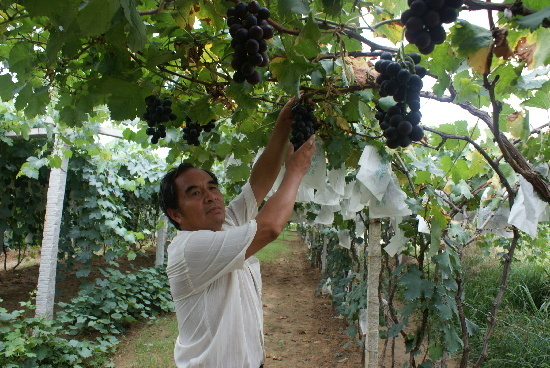 大泽山葡萄节明天开幕 实地探访葡萄产区
