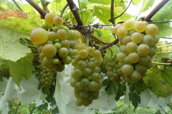 大泽山葡萄节明天开幕 实地探访葡萄产区