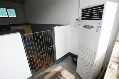 一只藏獒报出3000万天价 一只藏獒报出3000万天价