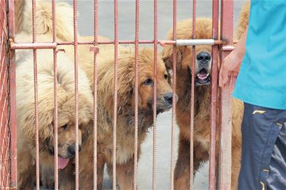 一只藏獒报出3000万天价