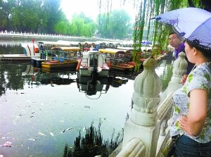 北京什刹海漂浮上千斤死鱼 放生成杀生