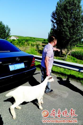 奔驰男高速路上停车 只为逮住路边小羊