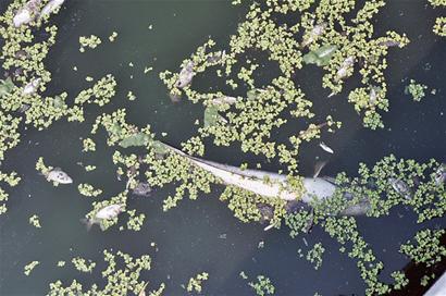 护城河面惊现成片死鱼