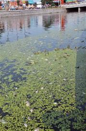 护城河面惊现成片死鱼