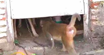 齐天大圣大闹农家吓退猛犬 齐天大圣大闹农家吓退猛犬