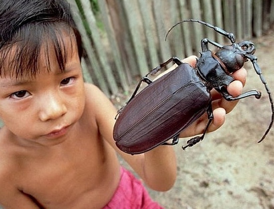 盘点各地罕见巨型“怪兽”