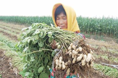 青岛花生丰收再过半月上市 每斤涨1元农民捞油水 青岛花生丰收再过半月上市 每斤涨1元农民捞油水