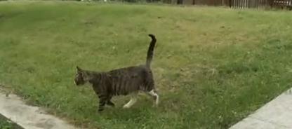 青岛银都景园30只流浪猫被毒杀 被喂毒猪肉猪心惨死