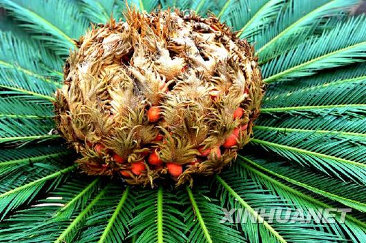 青岛一铁树开花结满果实