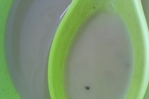 青岛吉阿婆麻辣烫吃出飞虫 店员为证无害欲当场吃虫