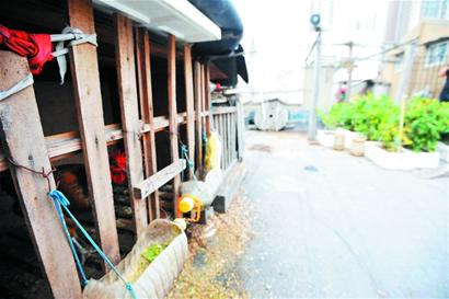 市民在700平楼顶开荒