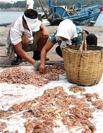 探访青岛六大渔码头