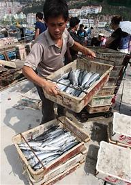 探访青岛六大渔码头