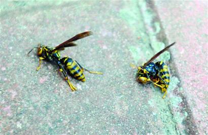 湖岛新村上演人蜂大战 冰火齐发将其拿下