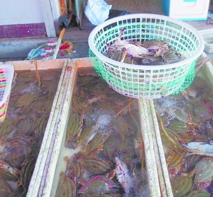 双节将至青岛梭子蟹1天涨10元