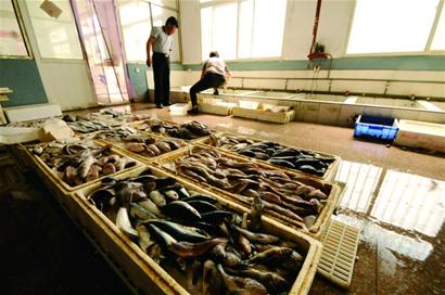 即墨渔村经营农家宴暴富 年赚50万一家买四辆车