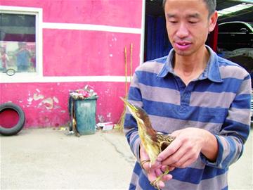 修车师傅猫嘴里救下怪鸟