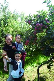 五千游客扎堆洋河摘蔬果 过把丰收瘾