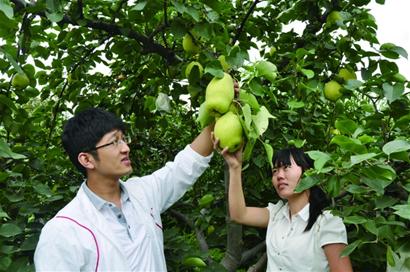 五千游客扎堆洋河摘蔬果 过把丰收瘾