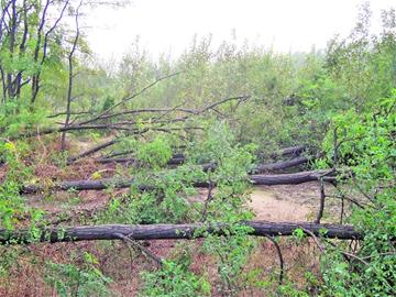 青岛胶南暴雨留下一地泥巴垃圾 百余汽车车牌待认领