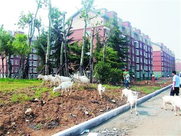 李沧绿化带变羊场群羊啃树皮 牧羊女多次路边放 李沧绿化带变羊场群羊啃树皮 牧羊女多次路边放