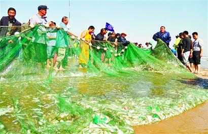 拉网节第一网捞起3000斤鱼