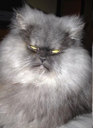 美国愤怒猫长相似暴君走红网络