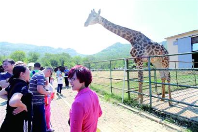 黄金周青岛300万人上山下乡
