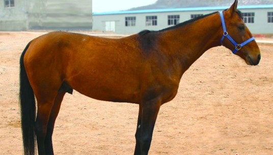 青岛藏20余匹汗血宝马 匹匹身价超宝马车