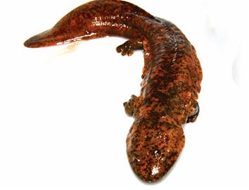 青岛80后美女防空洞里养娃娃鱼 每条800元将进崂山放养