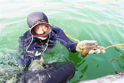 青岛秋海参上市 鲜海参百元一斤